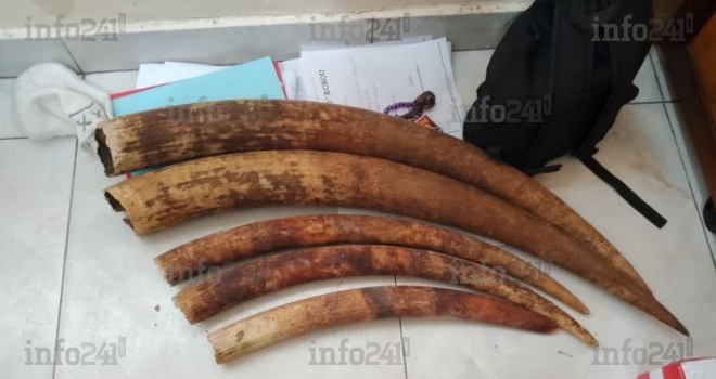 Trafic de faune à Port-Gentil&nbsp;: trois présumés braconniers arrêtés avec cinq pointes d’ivoire