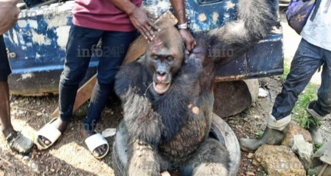 Mouila : Un gorille qui y semait la panique finit sa course dans les marmites de riverains