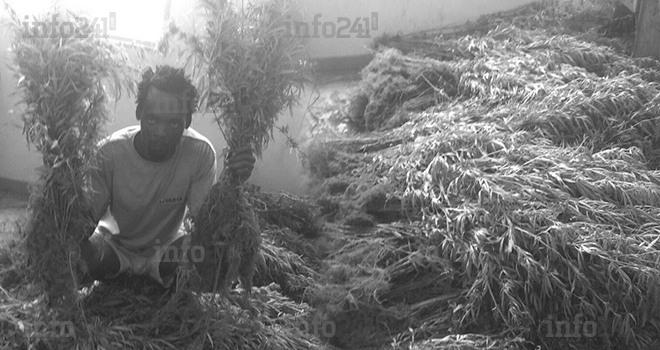 Un jeune cultivateur de cannabis épinglé à Medoumou