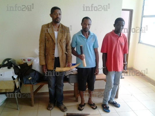 Des trafiquants d’ivoire arrêtés à Oyem