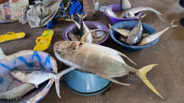 Cameroun/UE : tous les produits de pêche camerounais désormais interdits en Europe