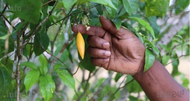 Savoirs ancestraux volés&nbsp;: Le Gabon doit réagir face à la biopiraterie&nbsp;!