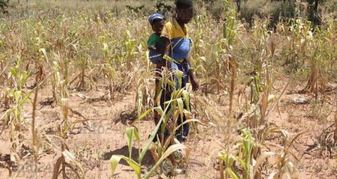 Zimbabwe : le pays va acheter 1 million de tonnes de céréales pour contrer la sécheresse