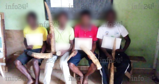 Makokou : quatre trafiquants d’ivoire dans les filets de la police judiciaire gabonaise