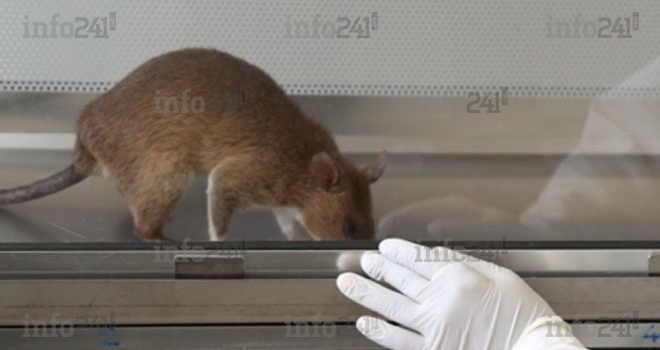 Tanzanie : Des chercheurs veulent détecter la tuberculose à l’aide de rats