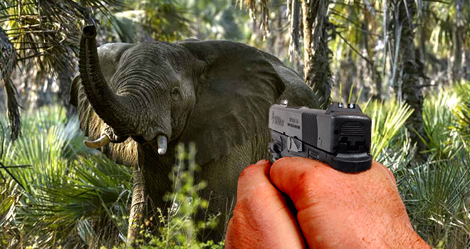 Ogooué-Ivindo&nbsp;: Une battue autorisée après deux meurtres effroyables commis par des éléphants