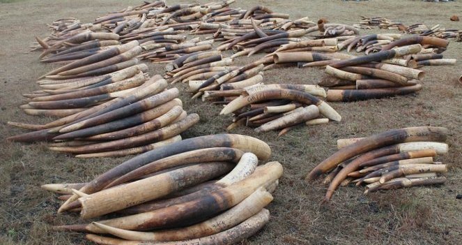 Conservation Justice&nbsp;: 13 ans de lutte contre le trafic de faune et l’exploitation forestière illégale au Gabon