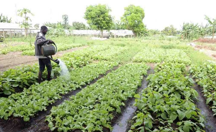 La Banque mondiale et la FAO au chevet du Gabon pour son recensement agricole